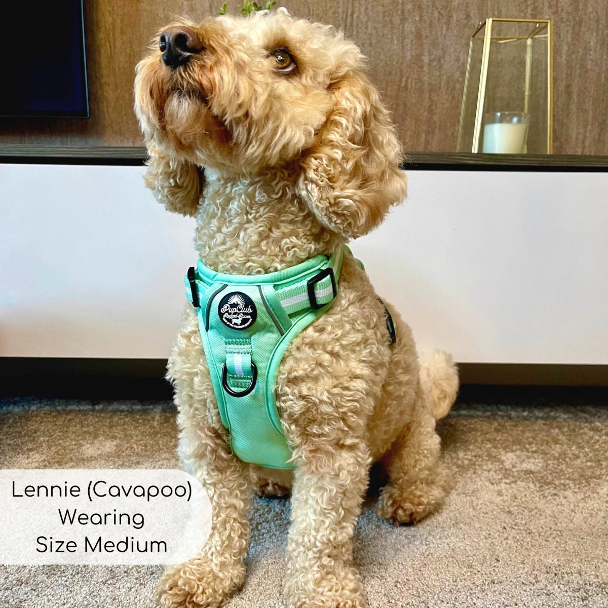 Rugged Rover™ Harness - Pastel Mint Green - mezetto PupClub Couture PupClub Couture