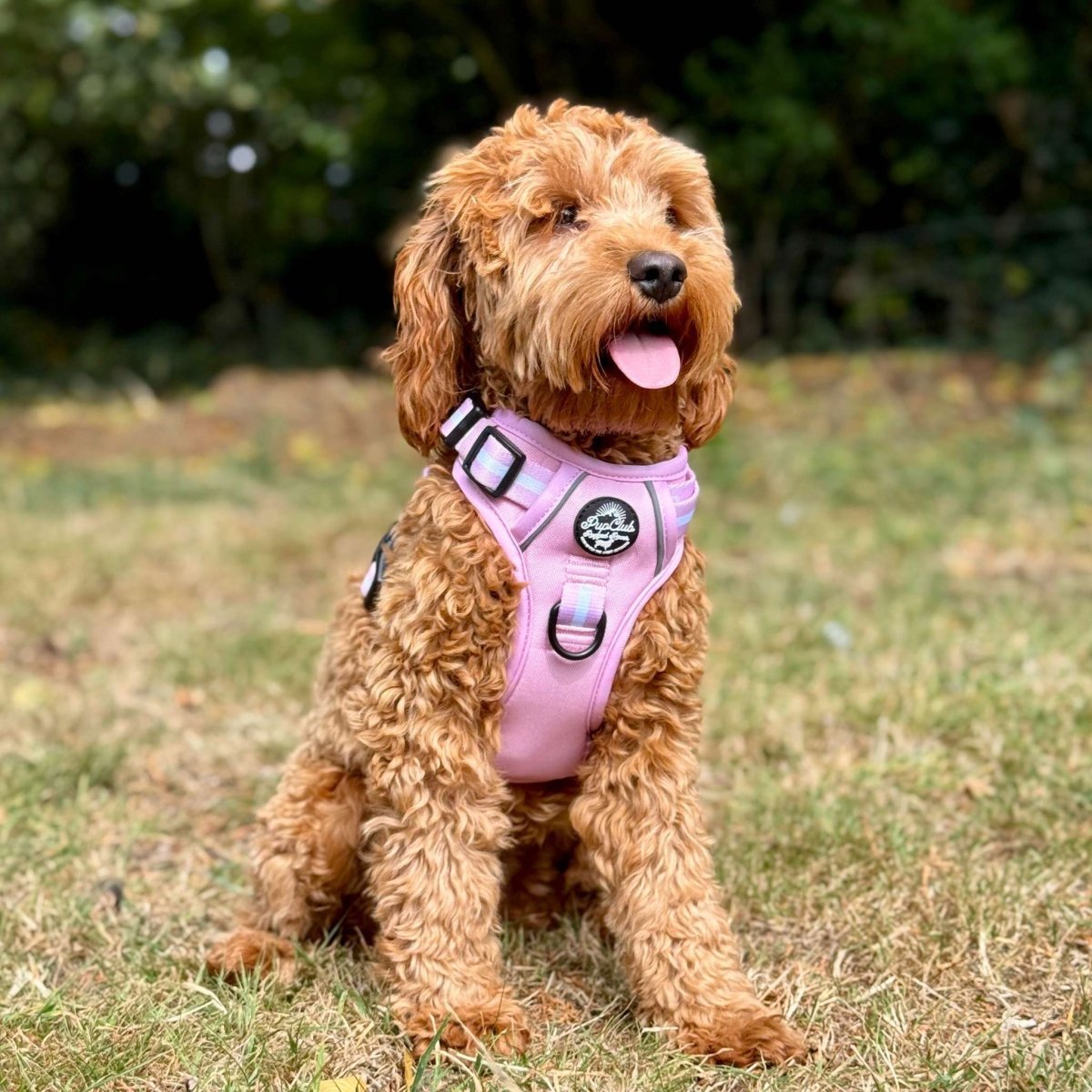 Rugged Rover™ Harness - Pastel Pink - mezetto PupClub Couture PupClub Couture