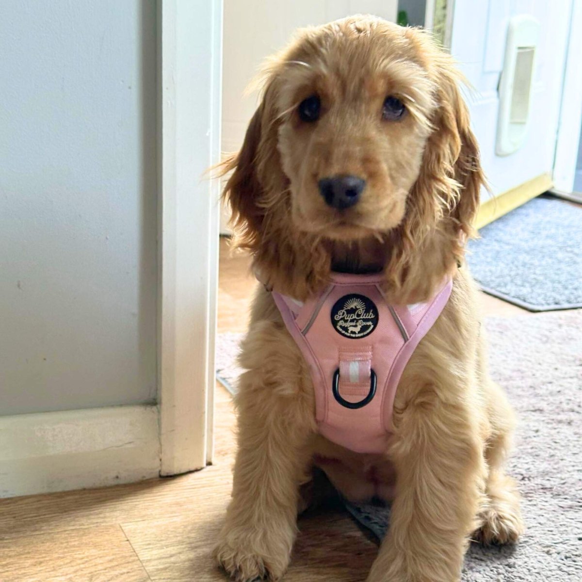 Rugged Rover™ Harness - Pastel Pink - mezetto PupClub Couture PupClub Couture