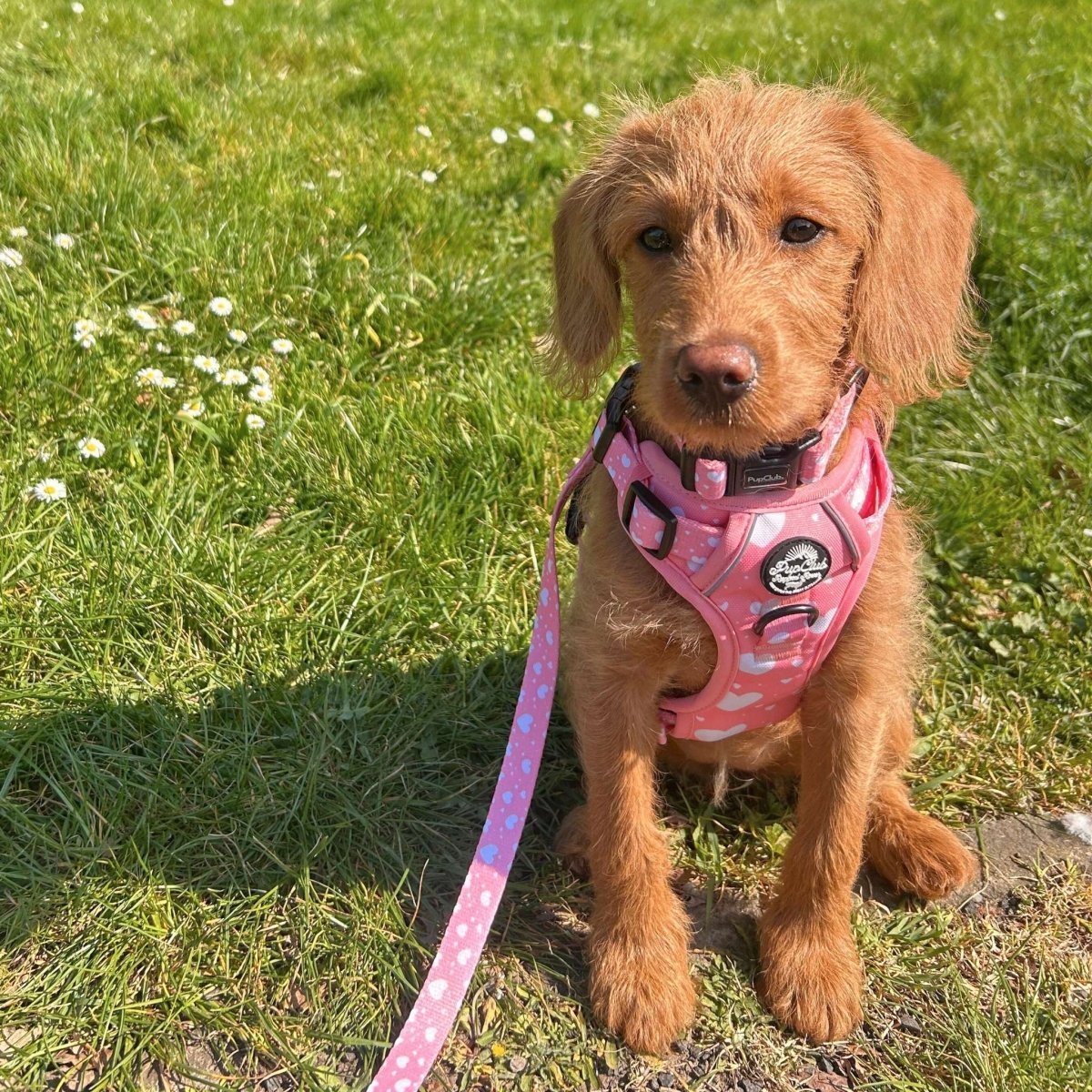 Rugged Rover™ Harness - Peachy Hearts - mezetto PupClub Couture PupClub Couture