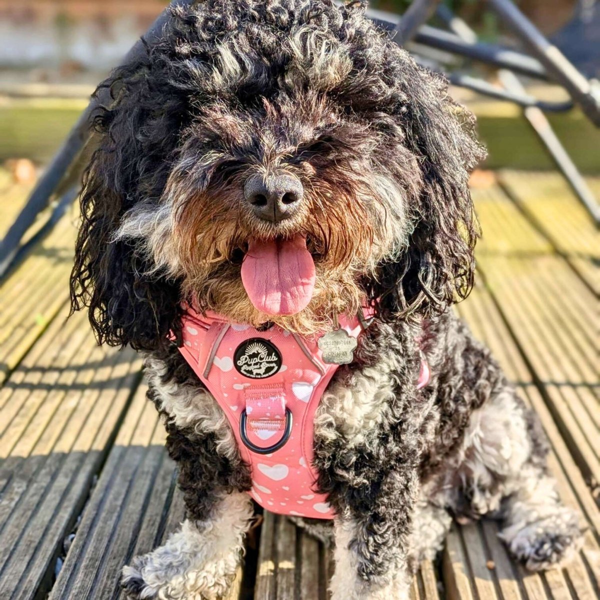 Rugged Rover™ Harness - Peachy Hearts - mezetto PupClub Couture PupClub Couture