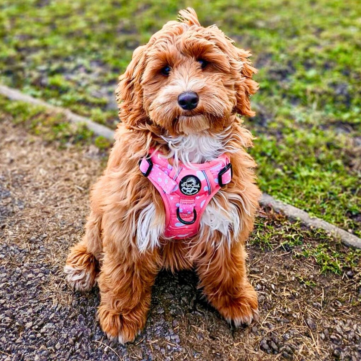 Rugged Rover™ Harness - Peachy Hearts - mezetto PupClub Couture PupClub Couture