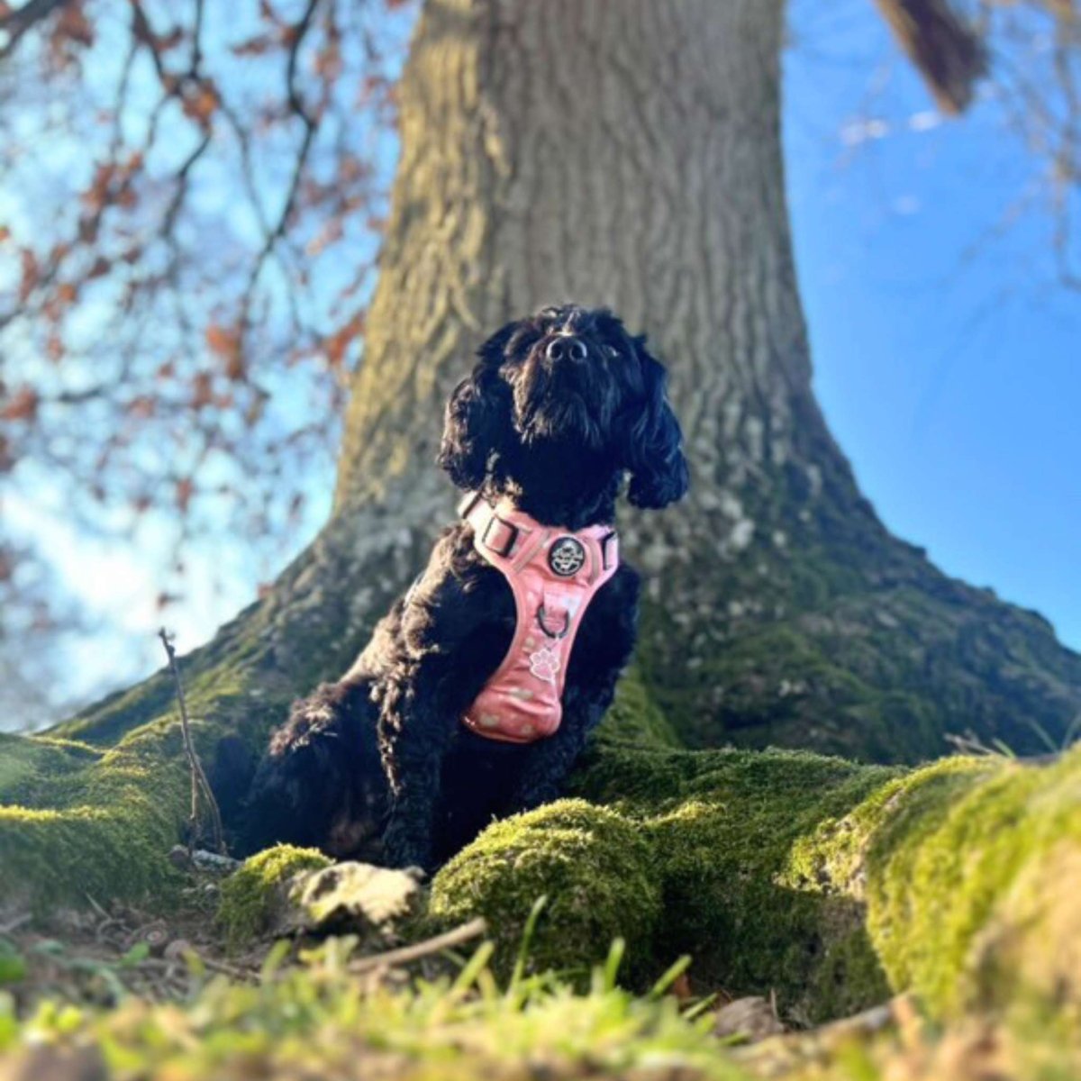 Rugged Rover™ Harness - Peachy Hearts - mezetto PupClub Couture PupClub Couture