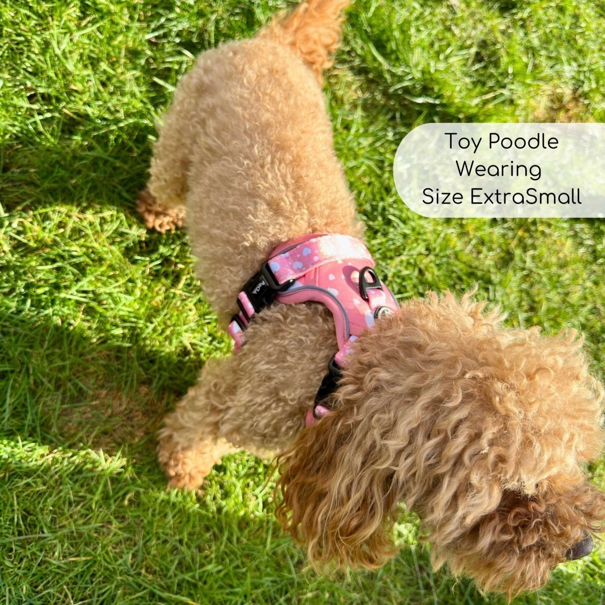 Rugged Rover™ Harness - Peachy Hearts - mezetto PupClub Couture PupClub Couture