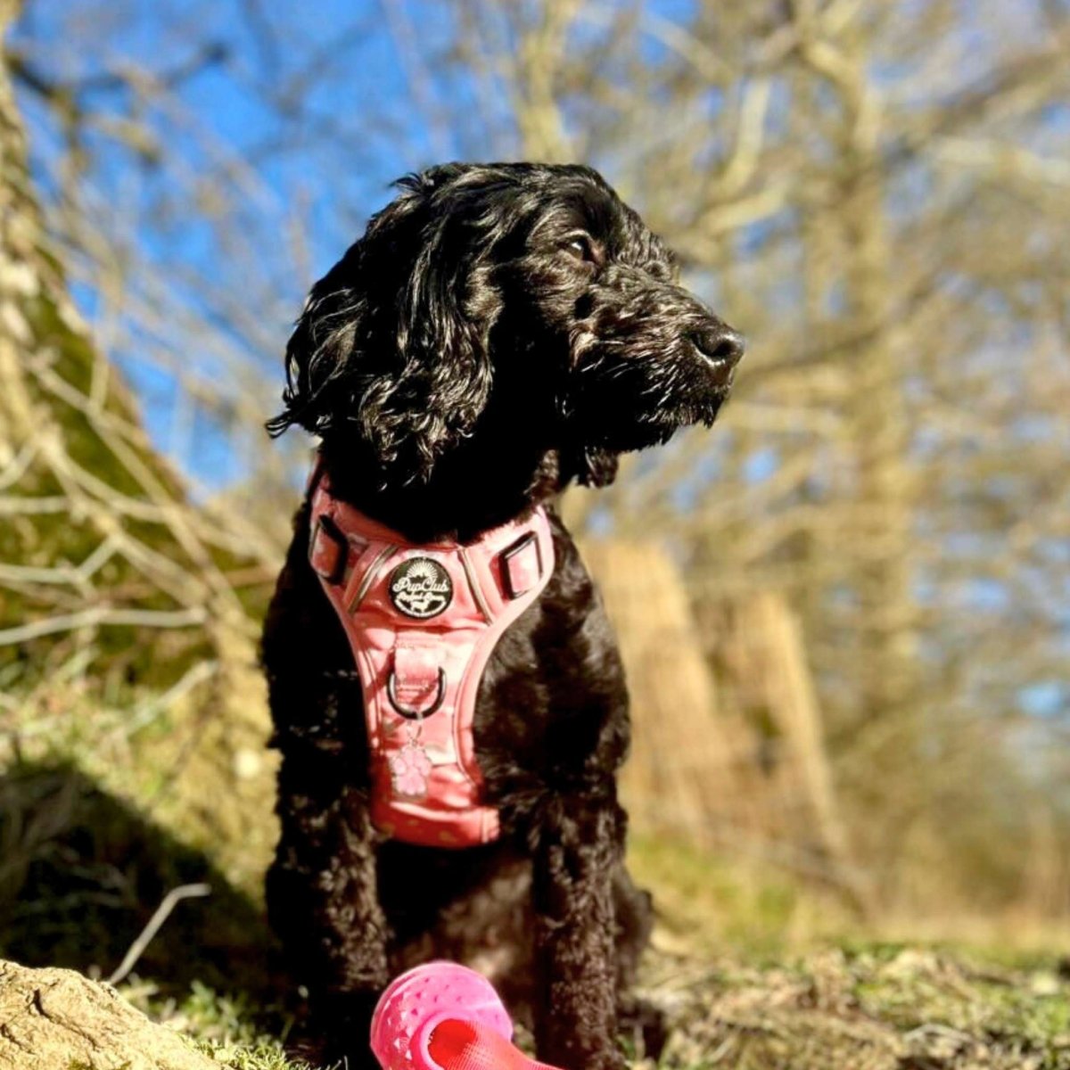 Rugged Rover™ Harness - Peachy Hearts - mezetto PupClub Couture PupClub Couture