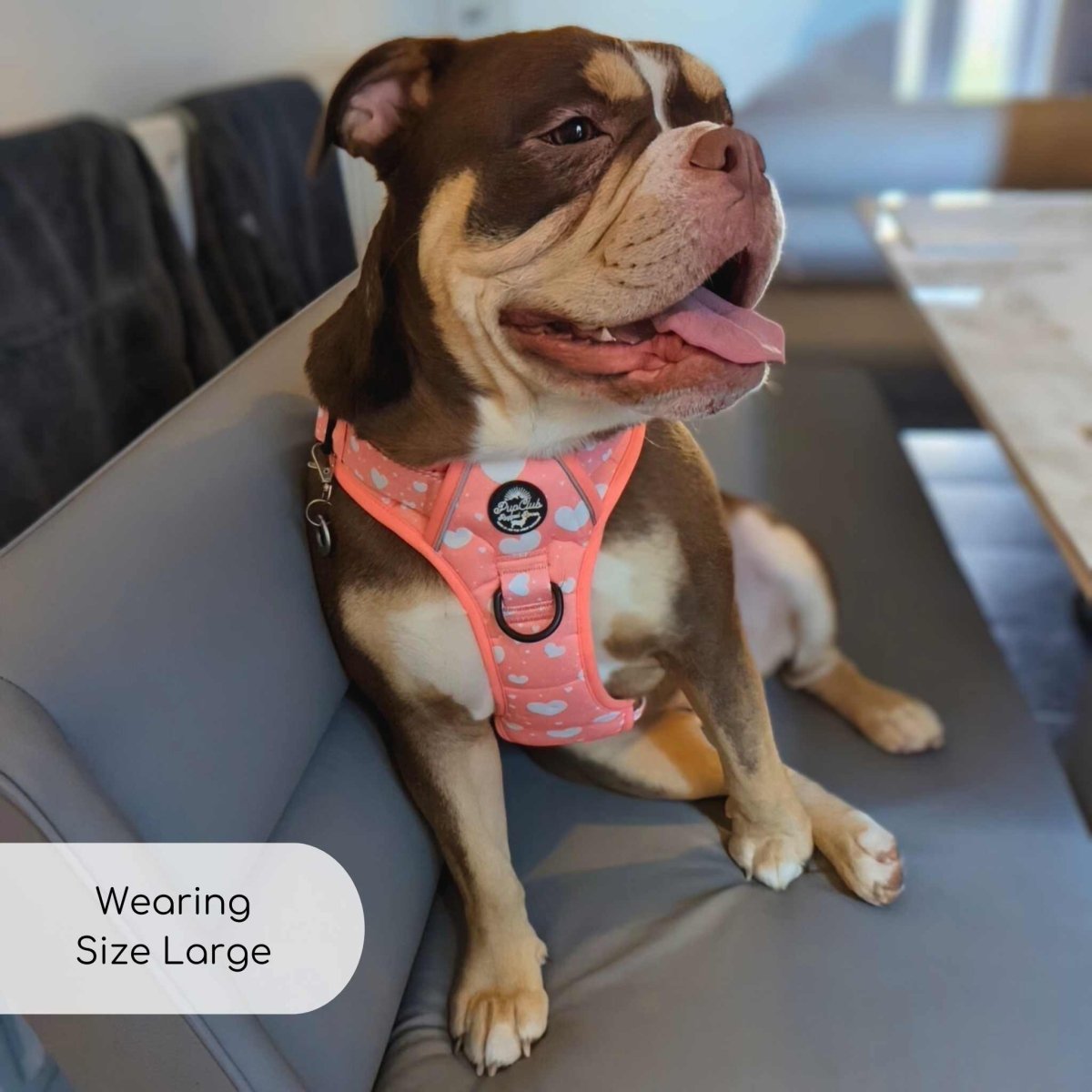 Rugged Rover™ Harness - Peachy Hearts - mezetto PupClub Couture PupClub Couture
