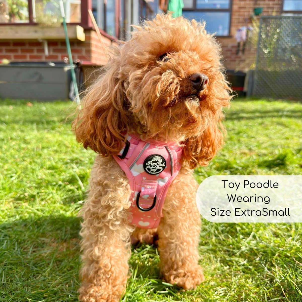 Rugged Rover™ Harness - Peachy Hearts - mezetto PupClub Couture PupClub Couture