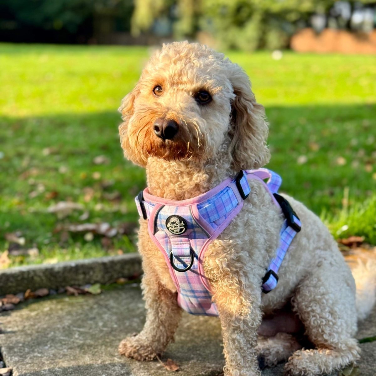 Rugged Rover™ Harness - Pink Tartan - mezetto PupClub Couture PupClub Couture