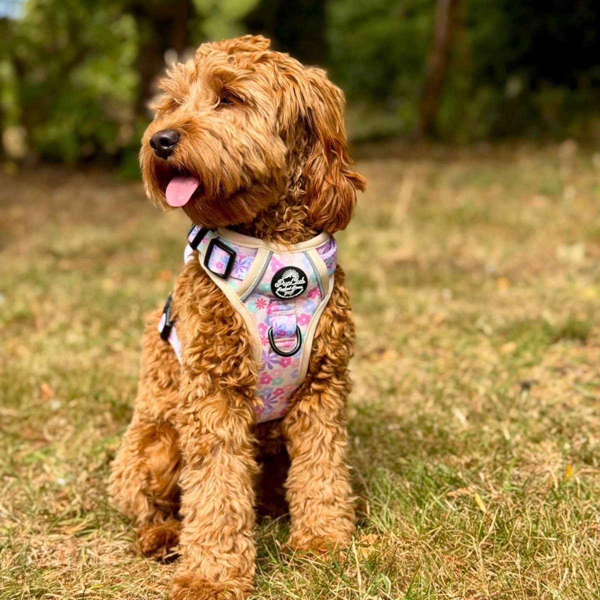 Rugged Rover™ Harness - Pretty Petals - mezetto PupClub Couture PupClub Couture