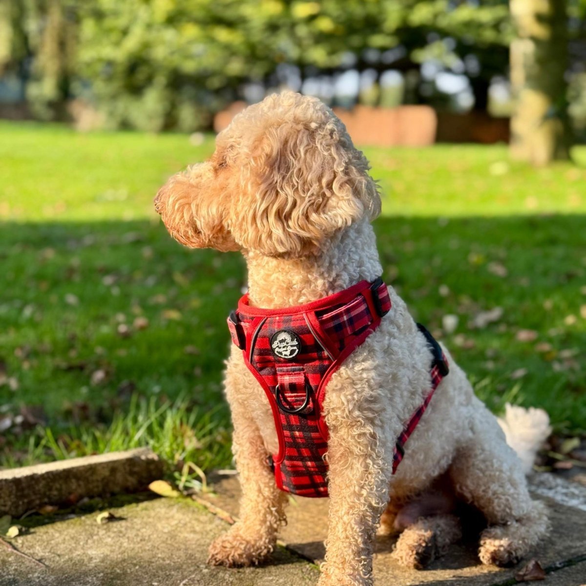 Rugged Rover™ Harness - Red Tartan - mezetto PupClub Couture PupClub Couture
