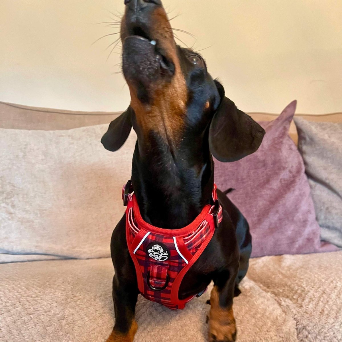 Rugged Rover™ Harness - Red Tartan - mezetto PupClub Couture PupClub Couture