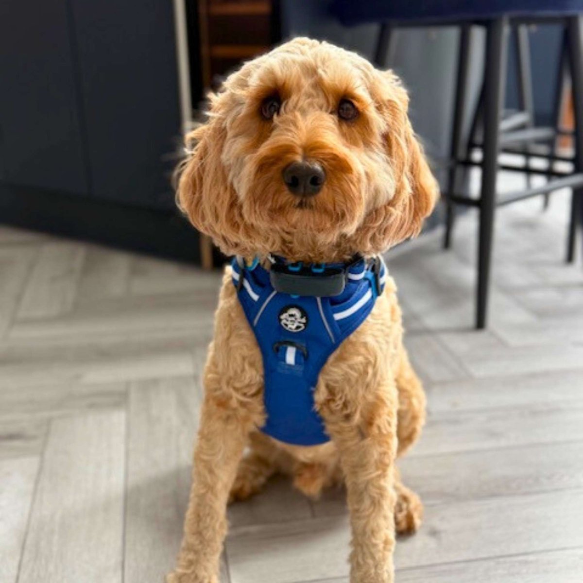 Rugged Rover™ Harness - Royal Blue - mezetto PupClub Couture PupClub Couture