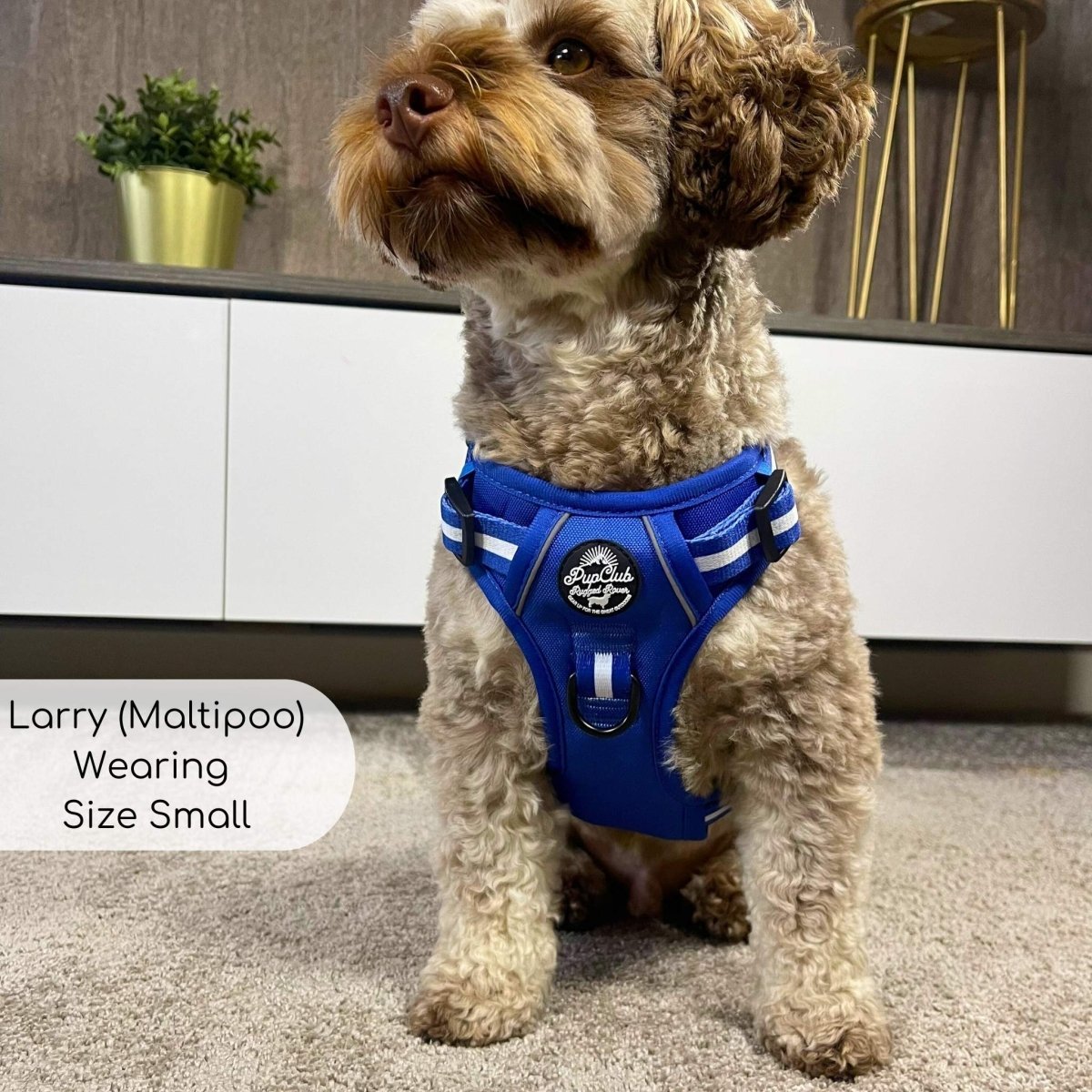 Rugged Rover™ Harness - Royal Blue - mezetto PupClub Couture PupClub Couture
