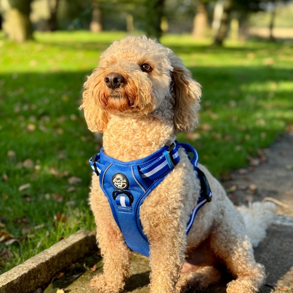 Rugged Rover™ Harness - Royal Blue - mezetto PupClub Couture PupClub Couture