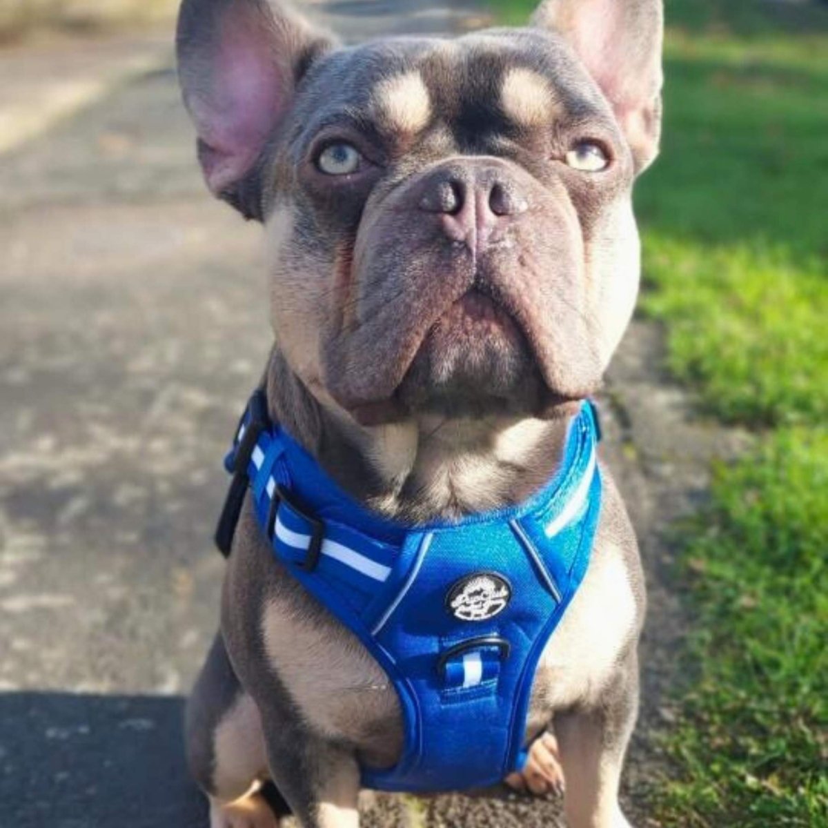 Rugged Rover™ Harness - Royal Blue - mezetto PupClub Couture PupClub Couture