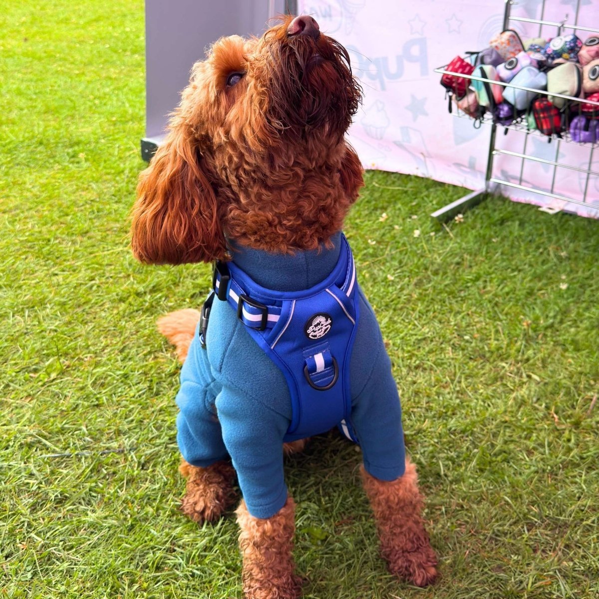 Rugged Rover™ Harness - Royal Blue - mezetto PupClub Couture PupClub Couture