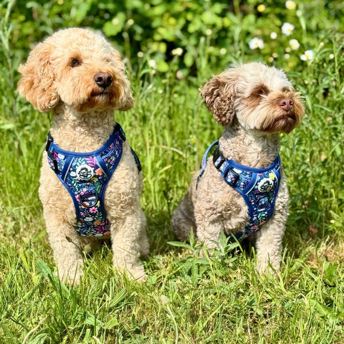 Rugged Rover™ Harness - Summer Meadow - mezetto PupClub Couture PupClub Couture