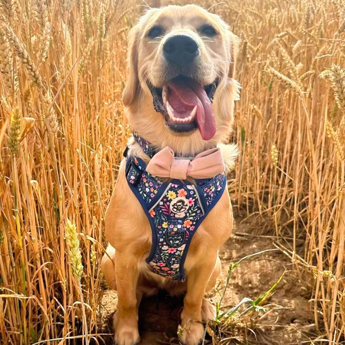 Rugged Rover™ Harness - Summer Meadow - mezetto PupClub Couture PupClub Couture