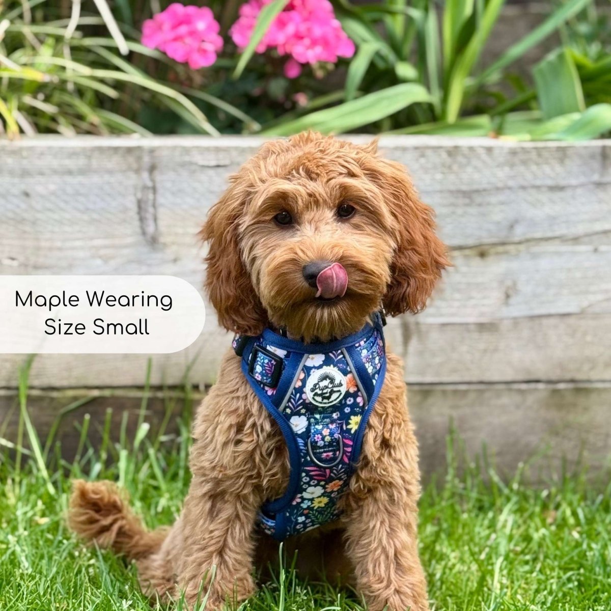 Rugged Rover™ Harness - Summer Meadow - mezetto PupClub Couture PupClub Couture