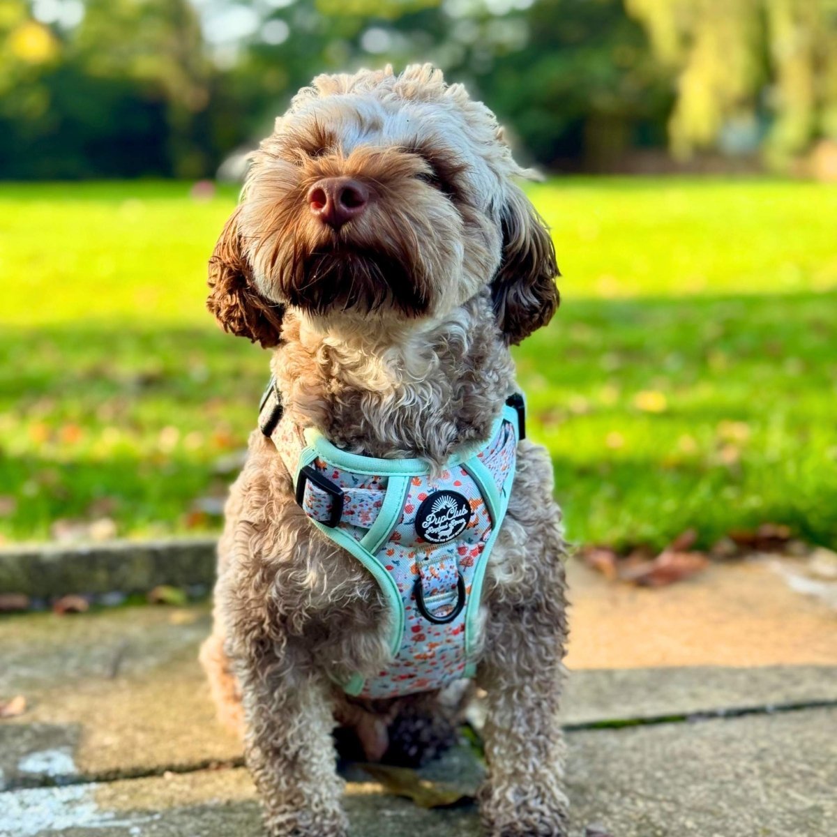 Rugged Rover™ Harness - Woodland Friends - mezetto PupClub Couture PupClub Couture