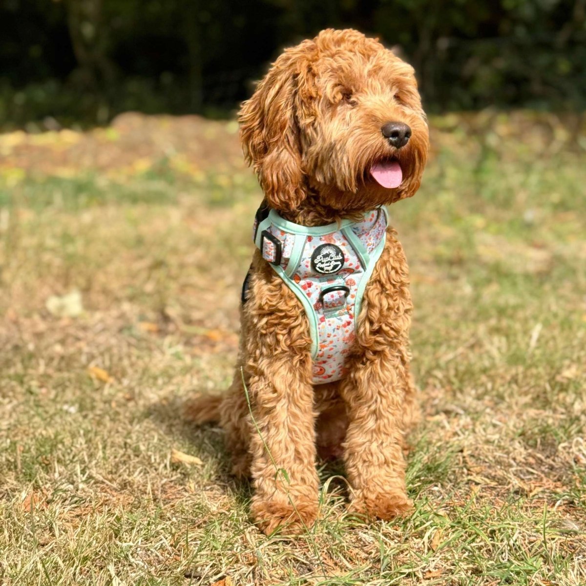 Rugged Rover™ Harness - Woodland Friends - mezetto PupClub Couture PupClub Couture