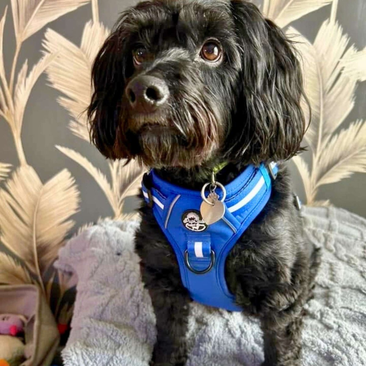 Rugged Rover™ Harness - Royal Blue