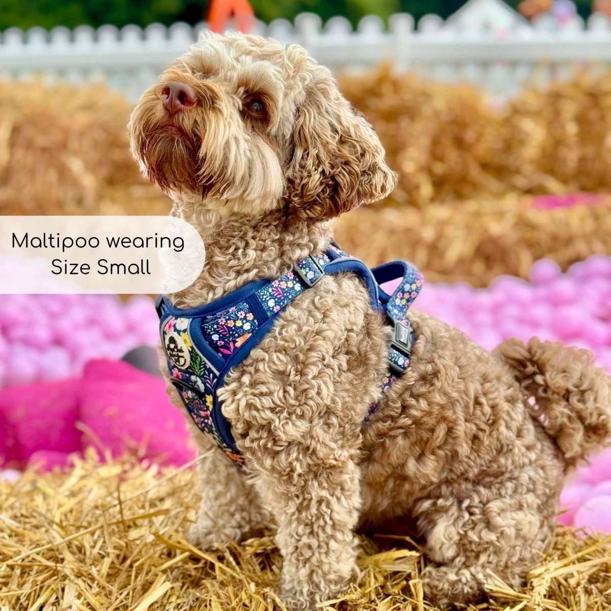 Rugged Rover™ Harness - Summer Meadow