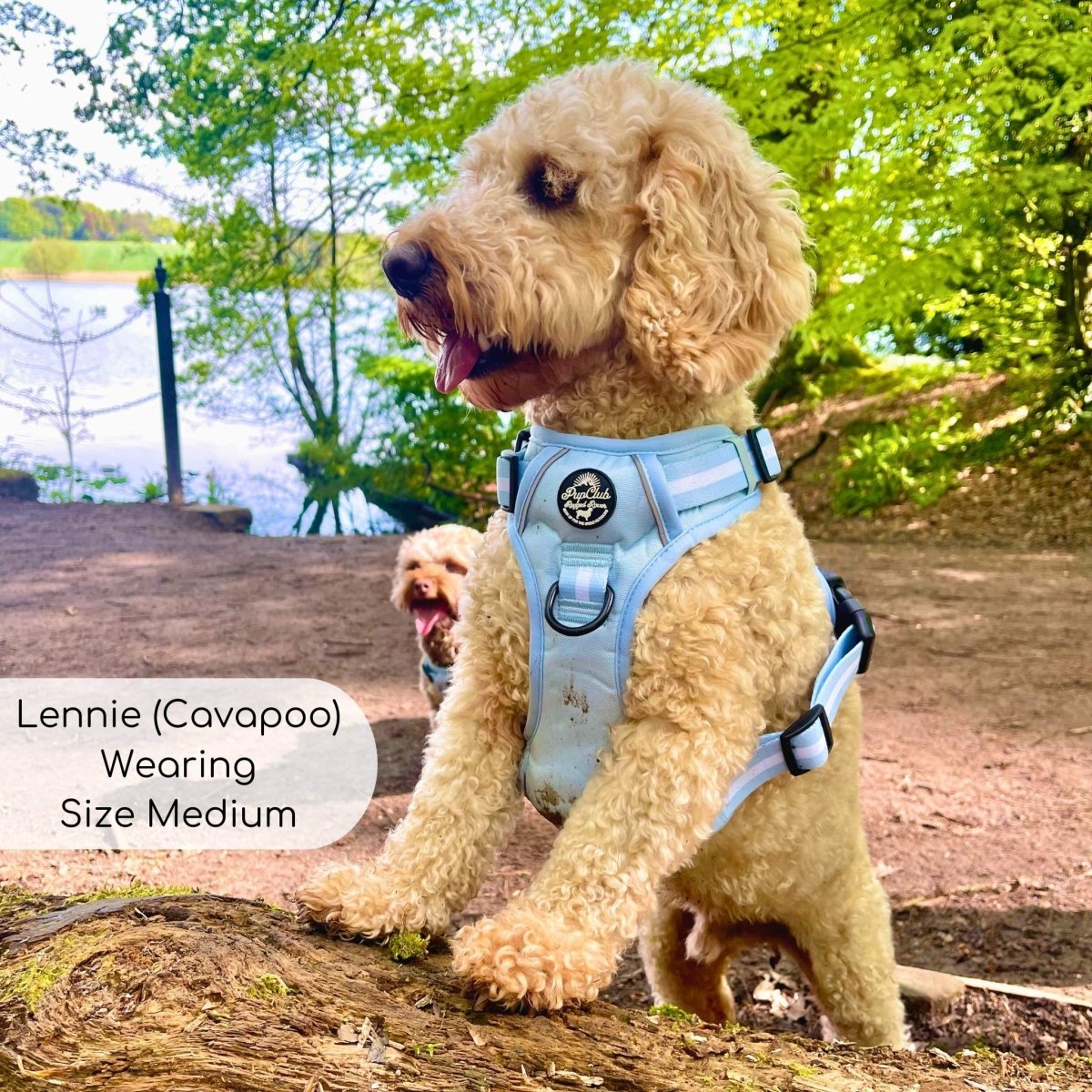 Rugged Rover™ Harness - Pastel Blue