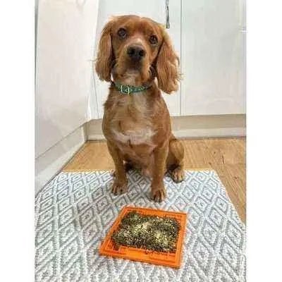 The Bedazzle Dog Lead No. 9s - mezetto