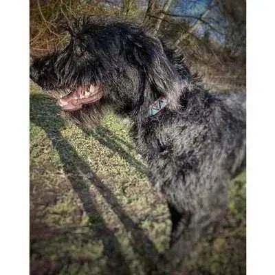 "The Maddy" Durable Designer Dog Lead by Finnigan's-1