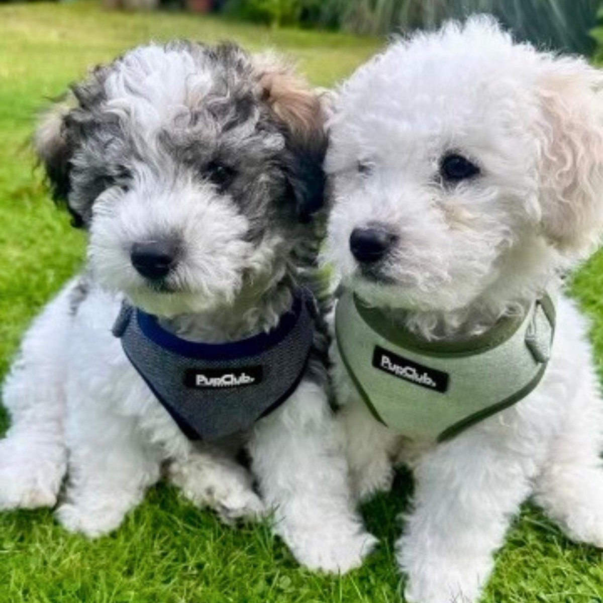 Tweed Adjustable Harness - Blue - mezetto PupClub Couture PupClub Couture