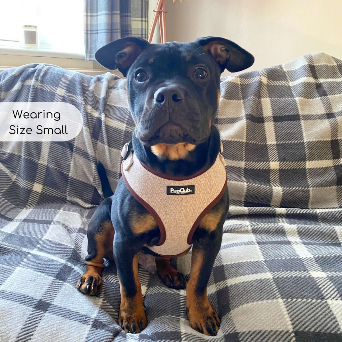 Tweed Adjustable Harness - Brown - mezetto PupClub Couture PupClub Couture