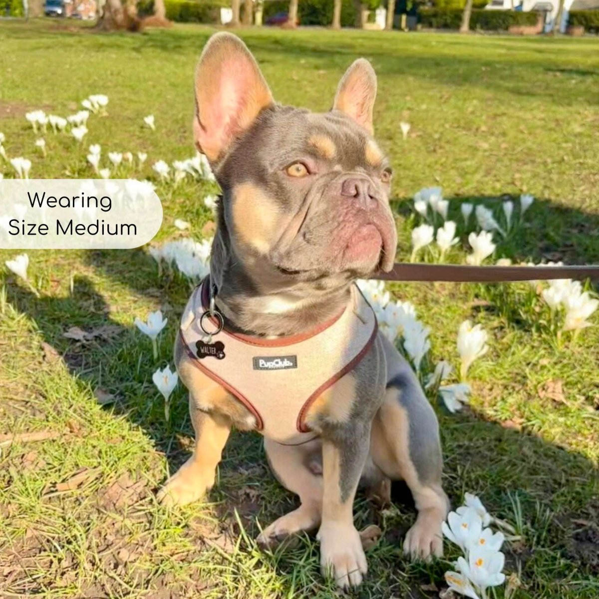 Tweed Adjustable Harness - Brown - mezetto PupClub Couture PupClub Couture