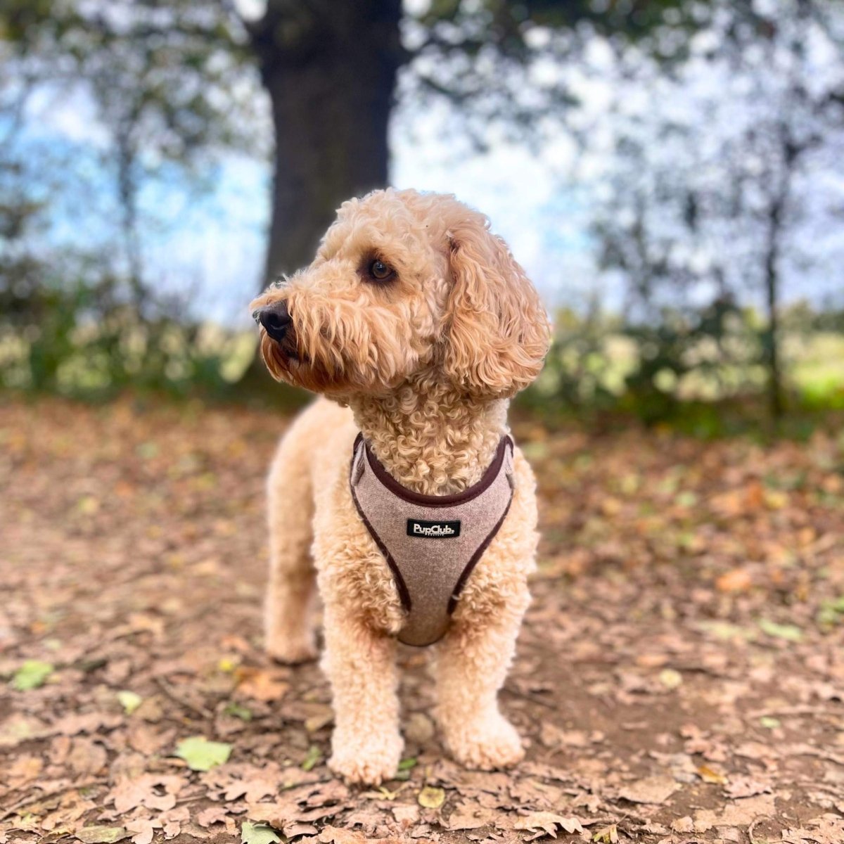Tweed Adjustable Harness - Brown - mezetto PupClub Couture PupClub Couture