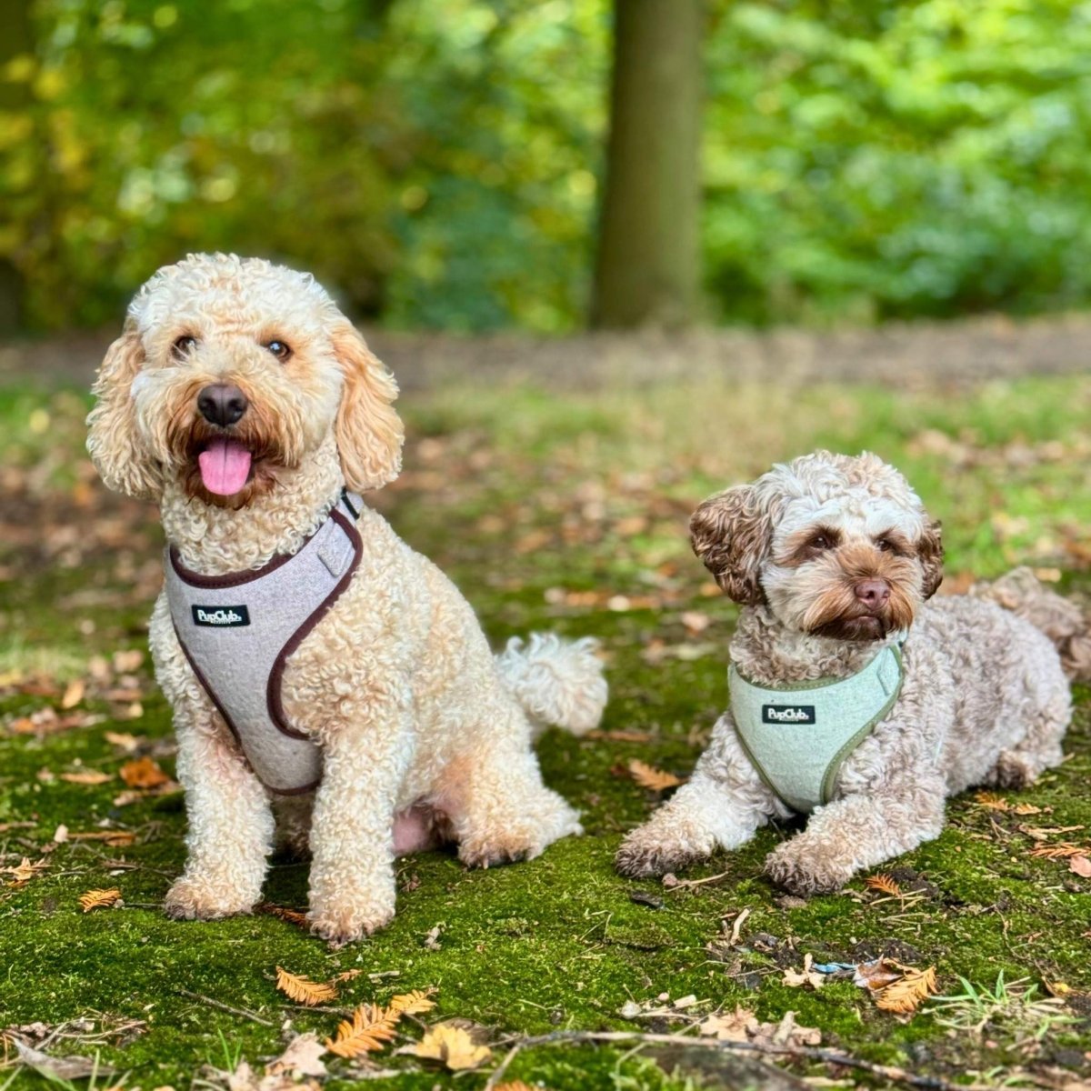 Tweed Adjustable Harness - Brown - mezetto PupClub Couture PupClub Couture