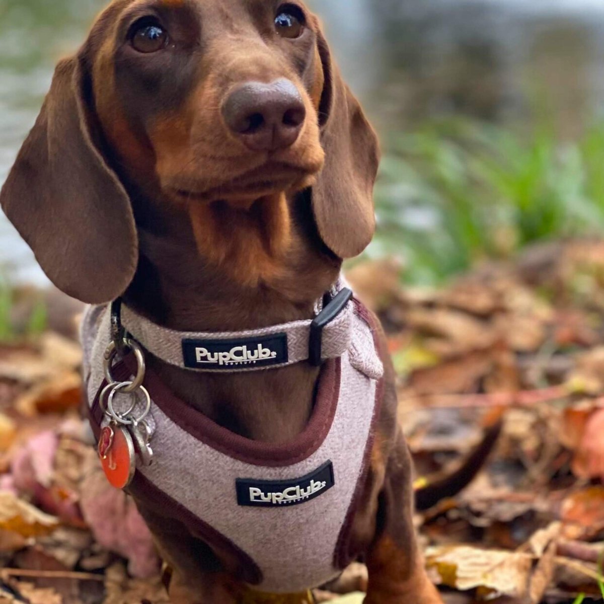 Tweed Adjustable Harness - Brown - mezetto PupClub Couture PupClub Couture