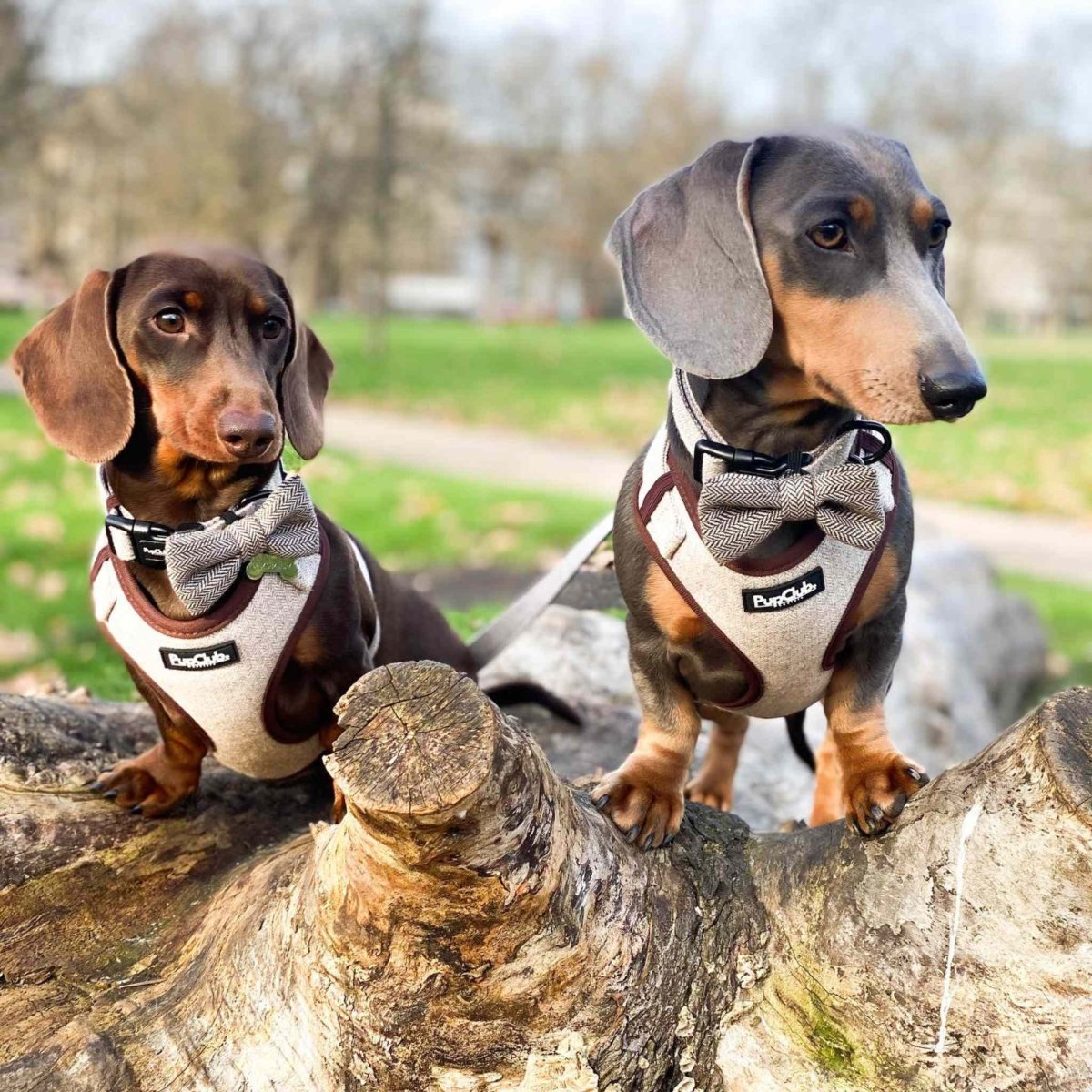 Tweed Adjustable Harness - Brown - mezetto PupClub Couture PupClub Couture
