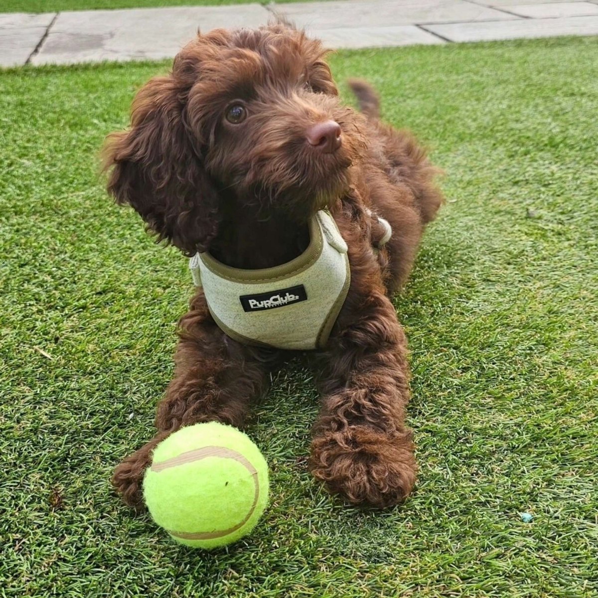 Tweed Adjustable Harness - Sage - mezetto PupClub Couture PupClub Couture